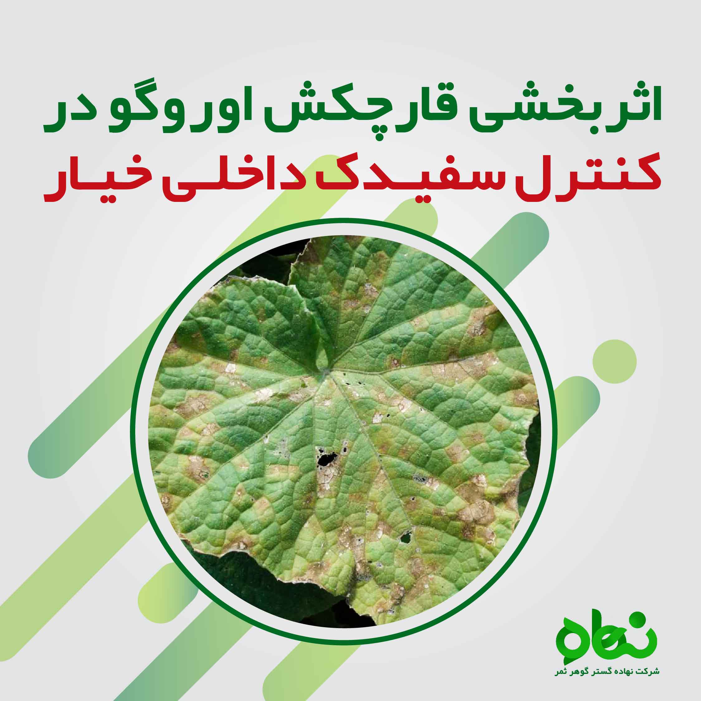 اثربخشی قارچکش اوروگو در کنترل سفیدک داخلی خیار